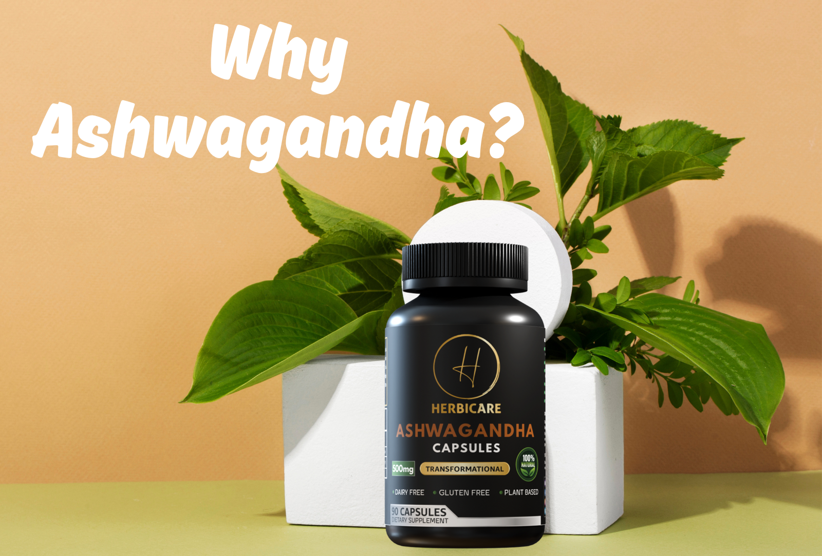 The Benefits of Ashwagandha: How This Ancient Herb Reduces Stress and Anxiety
